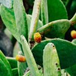 taormina_amuninni-p--4